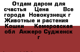 Отдам даром для счастья. › Цена ­ 1 - Все города, Новокузнецк г. Животные и растения » Кошки   . Кемеровская обл.,Анжеро-Судженск г.